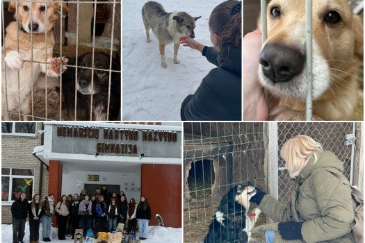 MEILĖ TELPA DUBENĖLY...